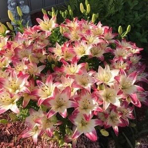 Meet your Posher, Pearl